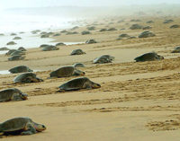 ଆଜିଠୁ ମିଶନ୍ ଅଲିଭ ରିଡ୍‌ଲେ : ୭ ମାସ ପାଇଁ ପାରାଦୀପ ସମୁଦ୍ର ଓ ଗହୀରମଥା ସାମୁଦ୍ରିକ ଅଭୟାରଣ୍ୟରେ ଲାଗିଲା କଟକଣା