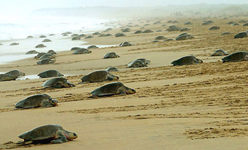 ଆଜିଠୁ ମିଶନ୍ ଅଲିଭ ରିଡ୍‌ଲେ : ୭ ମାସ ପାଇଁ ପାରାଦୀପ ସମୁଦ୍ର ଓ ଗହୀରମଥା ସାମୁଦ୍ରିକ ଅଭୟାରଣ୍ୟରେ ଲାଗିଲା କଟକଣା