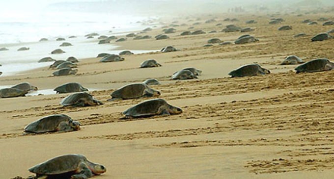 ଆଜିଠୁ ମିଶନ୍ ଅଲିଭ ରିଡ୍‌ଲେ : ୭ ମାସ ପାଇଁ ପାରାଦୀପ ସମୁଦ୍ର ଓ ଗହୀରମଥା ସାମୁଦ୍ରିକ ଅଭୟାରଣ୍ୟରେ ଲାଗିଲା କଟକଣା