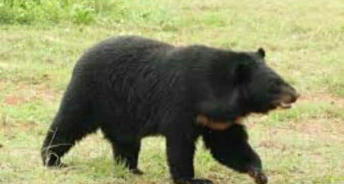 A woman attacked by bear