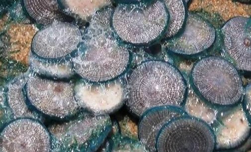 Hundreds of jellyfishes found at Chilika; tourists advised not to touch them