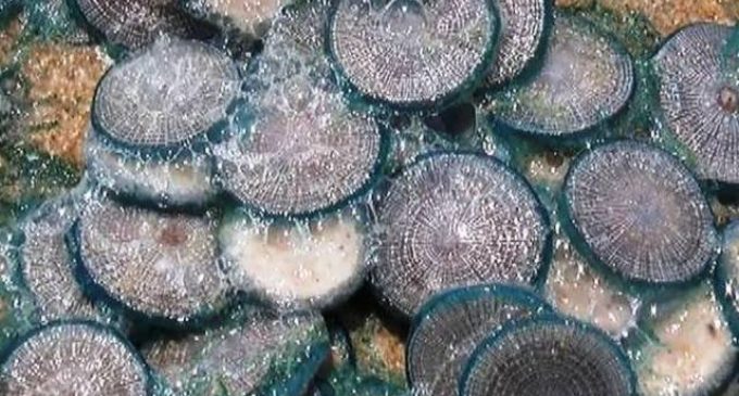 Hundreds of jellyfishes found at Chilika; tourists advised not to touch them