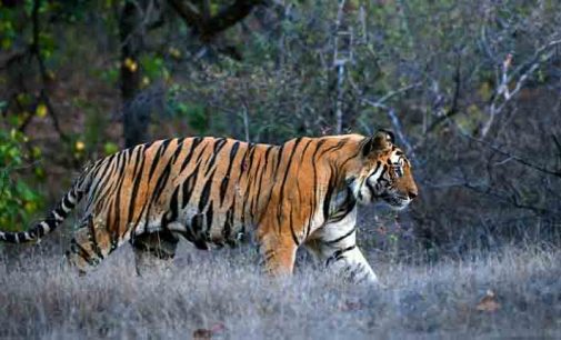 Maha: Woman killed by tiger; 50 dead in Chandrapur this year in big cat attacks