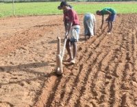 Centre raises paddy MSP by 3 per cent, pulses, oilseeds by up to 9 per cent for 2025-26 kharif season