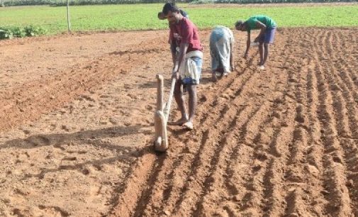 Centre raises paddy MSP by 3 per cent, pulses, oilseeds by up to 9 per cent for 2025-26 kharif season