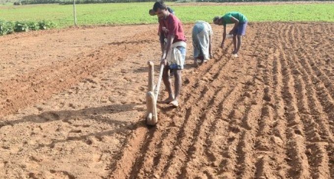 Centre raises paddy MSP by 3 per cent, pulses, oilseeds by up to 9 per cent for 2025-26 kharif season
