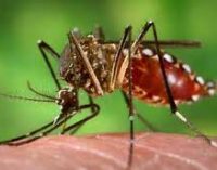 Delhi records 635 dengue cases in first 12 days of October