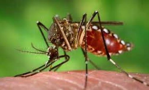Dengue spreads alarmingly in Odisha capital, crosses 100 mark