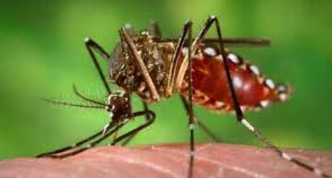 Dengue outbreak: Centre rushes teams to 9 states, UTs