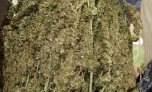 କନ୍ଧମାଳରୁ ନୟାଗଡ଼ ରାସ୍ତାରେ ଚାଲାଣ ହେଉଛି ବିପୁଳ ଭାଙ୍ଗ : ଭୁବନେଶ୍ବର ଓ ପୁରୀକୁ ଲମ୍ବିଛି ନିଶା ମାଫିଆମାନଙ୍କ ନଜର, ଖିଅ ପାଉନି ପୁଲିସ