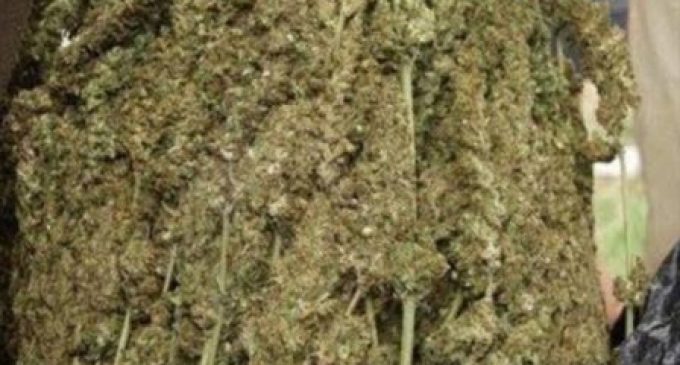 କନ୍ଧମାଳରୁ ନୟାଗଡ଼ ରାସ୍ତାରେ ଚାଲାଣ ହେଉଛି ବିପୁଳ ଭାଙ୍ଗ : ଭୁବନେଶ୍ବର ଓ ପୁରୀକୁ ଲମ୍ବିଛି ନିଶା ମାଫିଆମାନଙ୍କ ନଜର, ଖିଅ ପାଉନି ପୁଲିସ