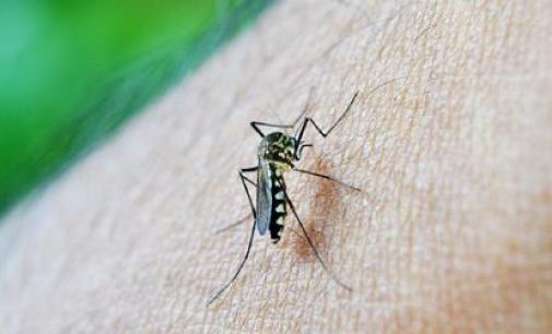Coronavirus-dengue combination will be fatal for Indians. Here’s why