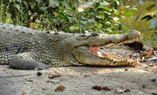 Teen-age boy in Odisha killed in crocodile attack