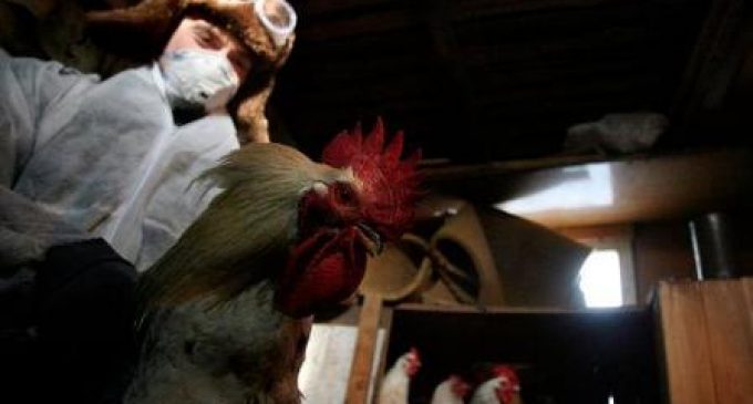 Russia detects first case of H5N8 avian flu in humans