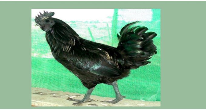 Odisha scientists develop innovative technology for the conservation of valuable indigenous chicken