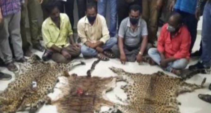 Leopard hide smuggling racket busted, 4 persons arrested