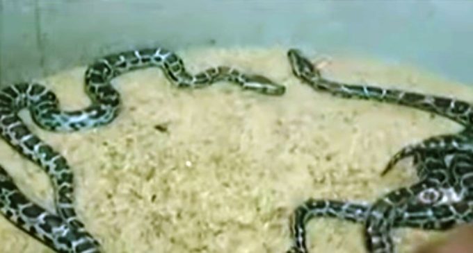 Shunned by mother at egg stage, baby pythons crawl into life through artificial incubation