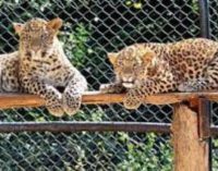 Animals get air coolers, special diet to beat summer heat in Jharkhand’s Birsa zoo