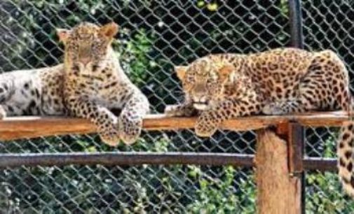 Animals get air coolers, special diet to beat summer heat in Jharkhand’s Birsa zoo