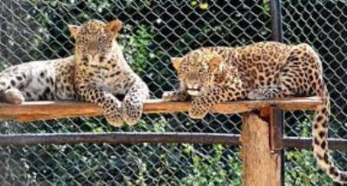 Animals get air coolers, special diet to beat summer heat in Jharkhand’s Birsa zoo