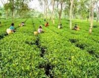 Assam’s tea estates get high schools for the first time since independence