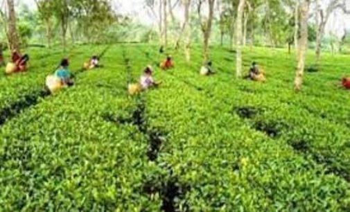 Assam’s tea estates get high schools for the first time since independence