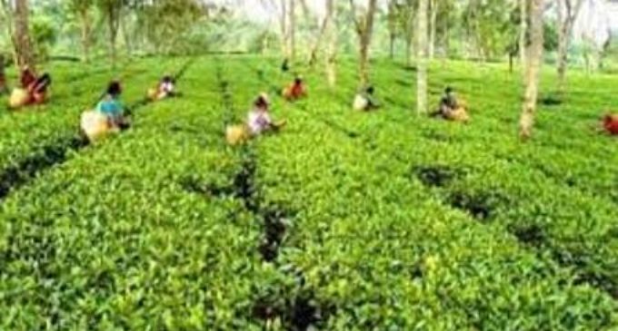 Assam’s tea estates get high schools for the first time since independence