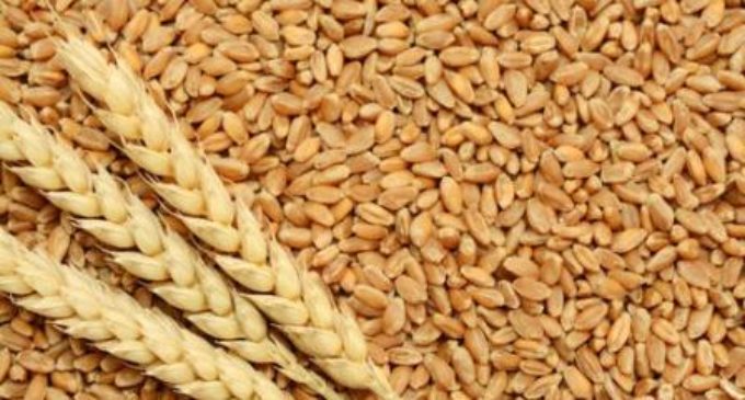 India prohibits wheat exports with immediate effect