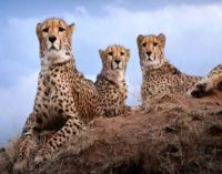 Customs dept gave speedy clearances to plane carrying Namibian cheetahs after change in landing destination: Official