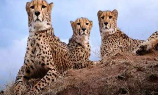 Customs dept gave speedy clearances to plane carrying Namibian cheetahs after change in landing destination: Official