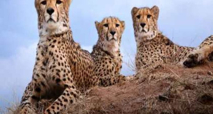 Customs dept gave speedy clearances to plane carrying Namibian cheetahs after change in landing destination: Official