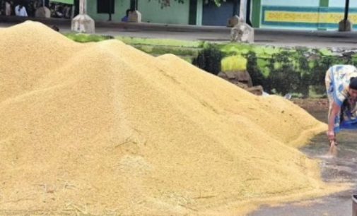 Lower Kharif sowing calls for deft management of foodgrain stock, prices: FinMin Report