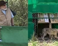 India releases eight cheetahs into the wild, seven decades after local extinction