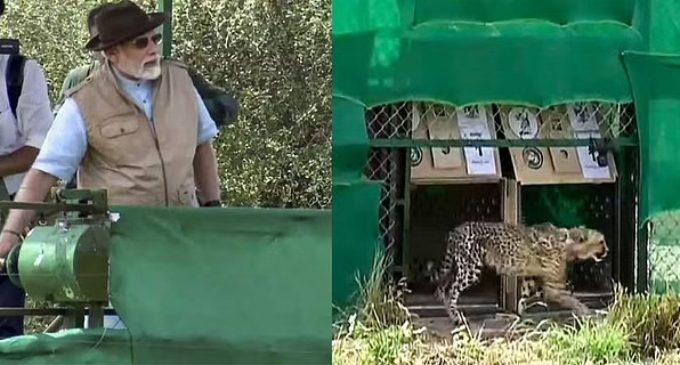 India releases eight cheetahs into the wild, seven decades after local extinction