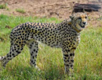 Namibia Cheetahs’ shifting to larger enclosures at Kuno National Park delayed