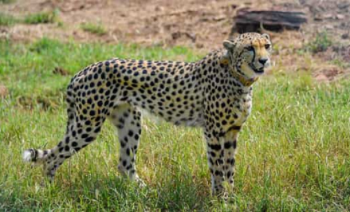 12 wild cheetahs from South Africa to reach Kuno on February 18