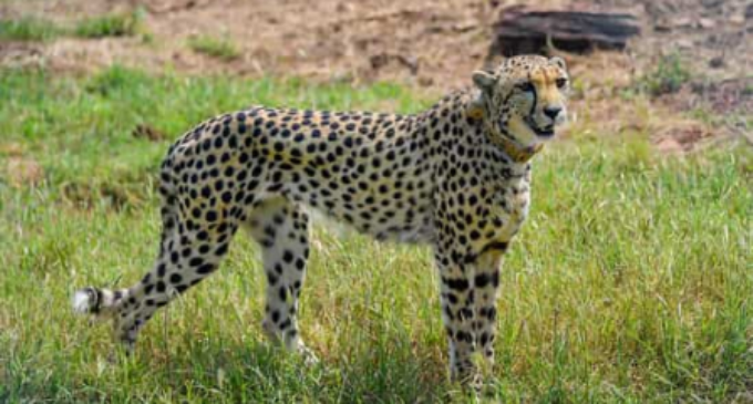 12 wild cheetahs from South Africa to reach Kuno on February 18