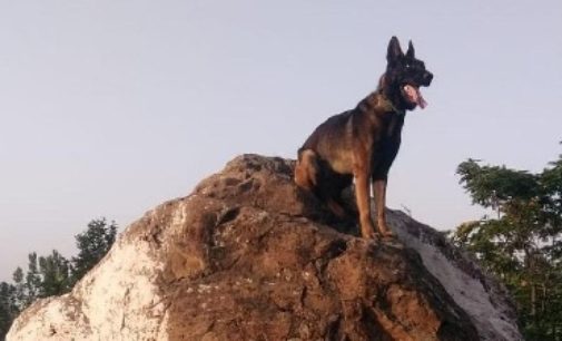 Indian Army’s assault dog ‘Zoom’ dies after fighting militants