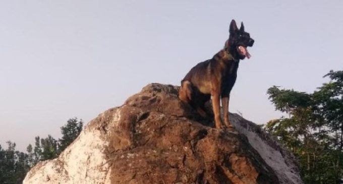 Indian Army’s assault dog ‘Zoom’ dies after fighting militants