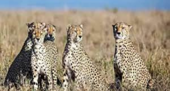 Naren, Yogi, Lata, Bipin among proposed names for Cheetahs at Kuno National Park