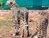 49 days after arrival, 2 Cheetahs shifted to big enclosure at Kuno