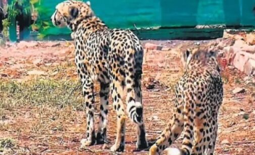 49 days after arrival, 2 Cheetahs shifted to big enclosure at Kuno