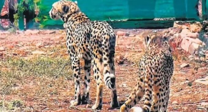 49 days after arrival, 2 Cheetahs shifted to big enclosure at Kuno