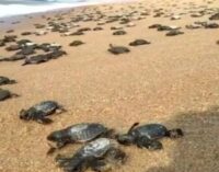 Thousands of Olive Ridley turtles arrive on Odisha coast to lay eggs