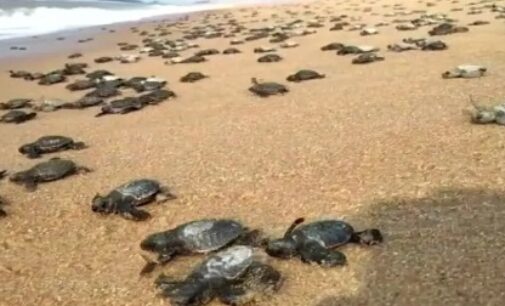 Thousands of Olive Ridley turtles arrive on Odisha coast to lay eggs