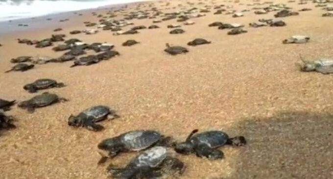 Thousands of Olive Ridley turtles arrive on Odisha coast to lay eggs