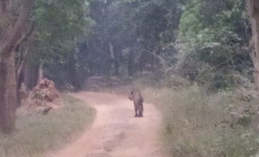 ସମ୍ବଲପୁର ଜିଲ୍ଲା ଡେବ୍ରିଗଡ ଅଭୟାରଣ୍ୟରେ ବୁଲୁଛି ମହାବଳ ବାଘ