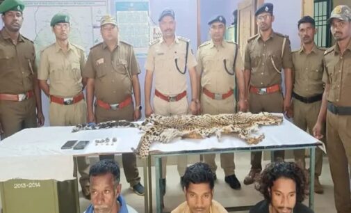 Forest Department cracks down on illegal wildlife trade, seizes leopard skin and arrests three individuals