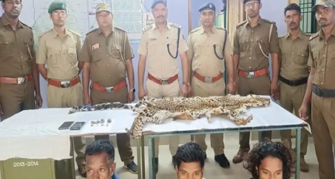 Forest Department cracks down on illegal wildlife trade, seizes leopard skin and arrests three individuals