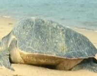 Illegal fishing leads to death of Olive Ridley turtles on Odisha coast; green crusaders demand strong enforcement of laws